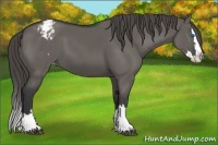 Horse Color:Grullo Sabino Splash Appaloosa 
