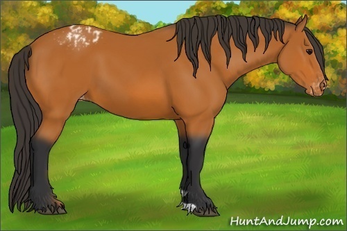 Horse Color:Bay Appaloosa 
