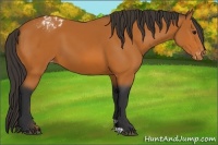 Horse Color:Bay Appaloosa 