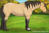 Horse Color:Buckskin Roan 