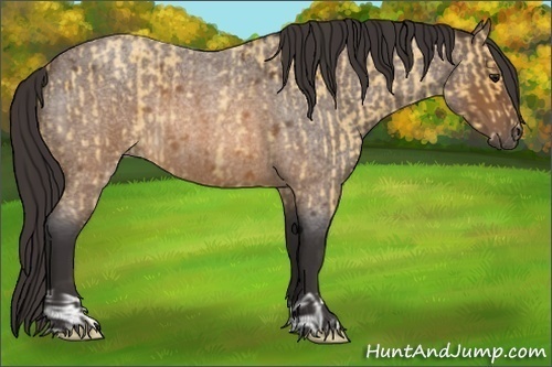 Horse Color:Buckskin Roan and Buckskin Roan