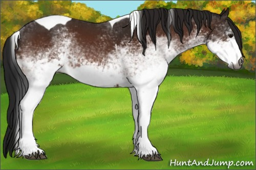 Horse Color:Gray White Spotted Bay Tobiano