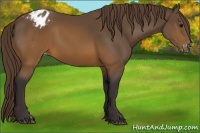 Horse Color:Buckskin Appaloosa
