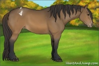 Horse Color:Brown Appaloosa