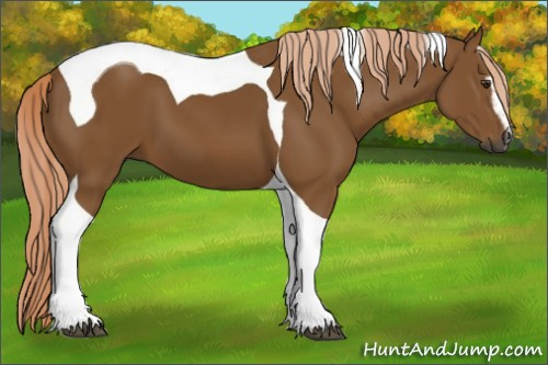 Horse Color:Gray Palomino Sabino Tobiano