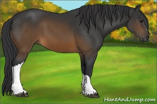 Horse Color:Brown 