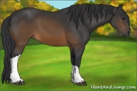 Horse Color:Brown 