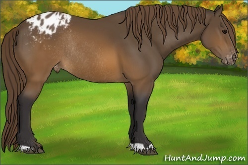 Horse Color:Buckskin Appaloosa Rabicano 