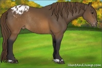 Horse Color:Buckskin Blanket Rabicano 