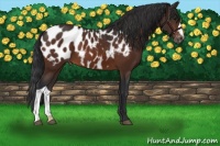 Horse Color:Brown Near Leopard