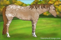 Horse Color:Chestnut Ice 
