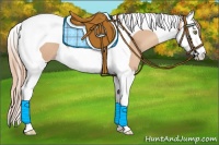 Horse Color:Gold Champagne Splash Tobiano