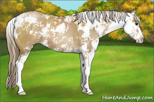 Horse Color:Black Pearl Sabino 