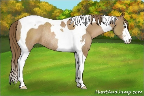 Horse Color:Black Pearl Sabino Tobiano Rabicano 