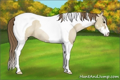 Horse Color:Grullo Pearl Sabino Tobiano Rabicano 