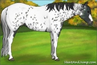 Horse Color:Black Tobiano Appaloosa