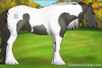 Horse Color:Smoky Black Tobiano 
