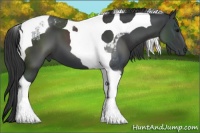 Horse Color:Black Tobiano
