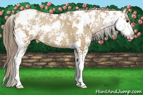 Horse Color:Grullo Pearl Sabino