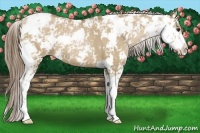 Horse Color:Grullo Pearl Sabino