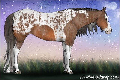 Horse Color:Bay Splash Tobiano Appaloosa  and Bay Splash Tobiano Appaloosa 