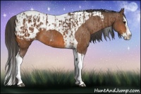 Horse Color:Bay Splash Tobiano Blanket  and Bay Splash Tobiano Blanket 