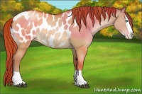 Horse Color:Chocolate Brown Pearl Dun Splash Blanket Rabicano 