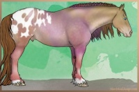 Horse Color:Chocolate Buckskin Pearl Appaloosa Rabicano