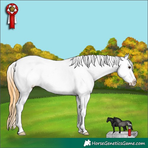 Horse Color:White Spotted Buckskin Dun Blanket 