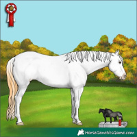 Horse Color:White Spotted Buckskin Dun Blanket 
