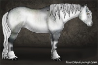 Horse Color:Silver Blue Onyx Chinchilla 