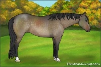 Horse Color:Brown Dun 