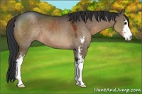 Horse Color:Brown Dun Sabino