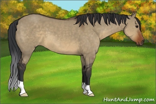 Horse Color:Brown Dun