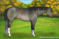 Horse Color:Brown Dun