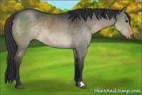 Horse Color:Brown Dun 