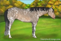 Horse Color:Brown Ice Dun