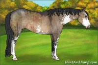 Horse Color:Brown Dun Sabino