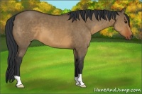 Horse Color:Brown Dun 