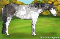 Horse Color:Grullo Ice Sabino