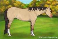 Horse Color:Brown Dun Brindle 