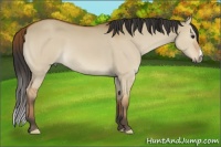 Horse Color:Bay Dun
