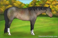 Horse Color:Brown Dun