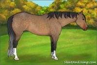Horse Color:Brown Dun 