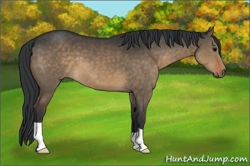 Horse Color:Brown Dun 