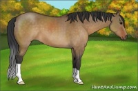 Horse Color:Brown Dun