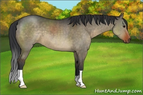 Horse Color:Brown Dun