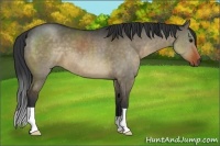 Horse Color:Brown Dun 