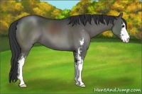 Horse Color:Grullo Sabino