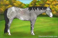 Horse Color:Grullo Ice Sabino